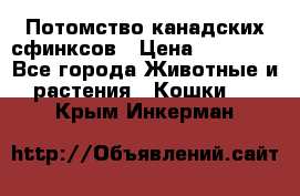 Потомство канадских сфинксов › Цена ­ 15 000 - Все города Животные и растения » Кошки   . Крым,Инкерман